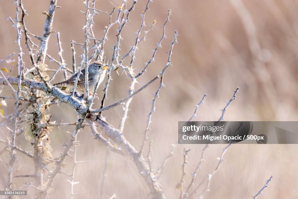 Encounter with Nature,Close-up of frozen plant,Attwater Prairie Chicken National Wildlife Refuge,United States,USA