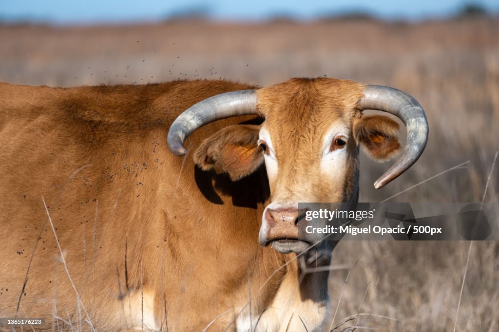 Encounter with Nature,Portrait of cow standing on field,Attwater Prairie Chicken National Wildlife Refuge,United States,USA