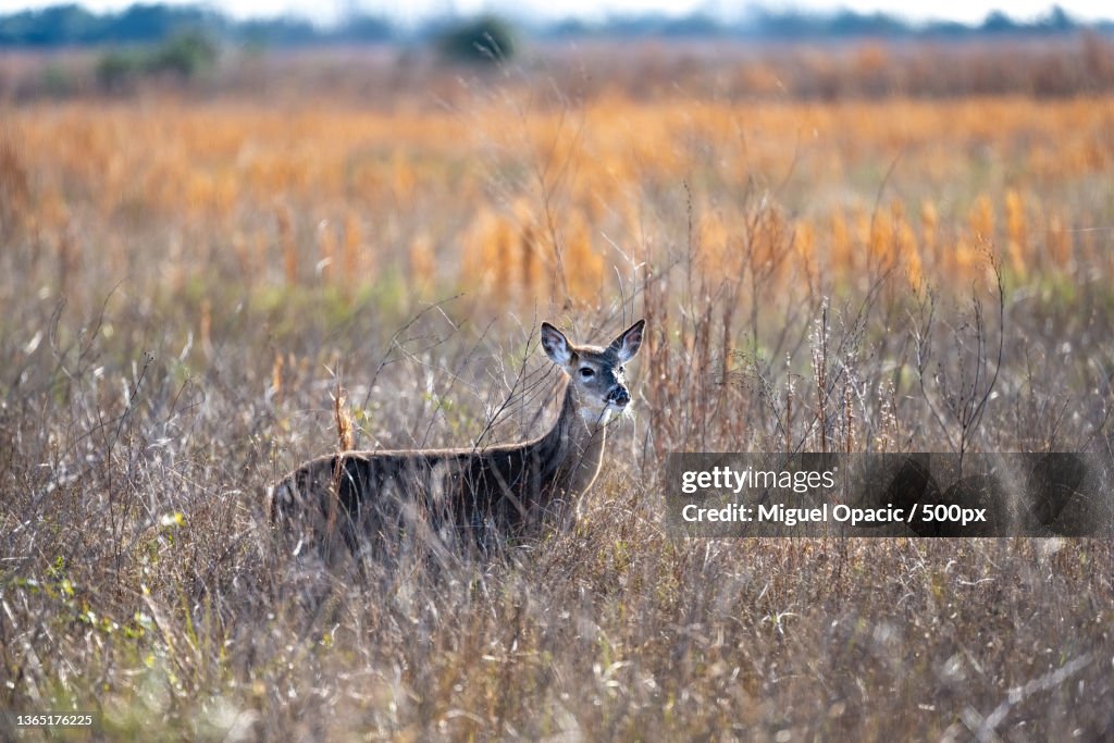 Encounter with Nature,Portrait of white standing on field,Attwater Prairie Chicken National Wildlife Refuge,United States,USA