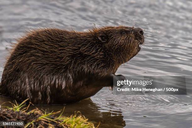 beaver,close-up of seal swimming in lake,rheinfelden,germany - beaver foto e immagini stock