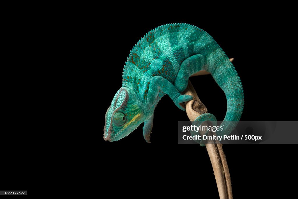 Rainbow Panther chameleon isolated on black background
