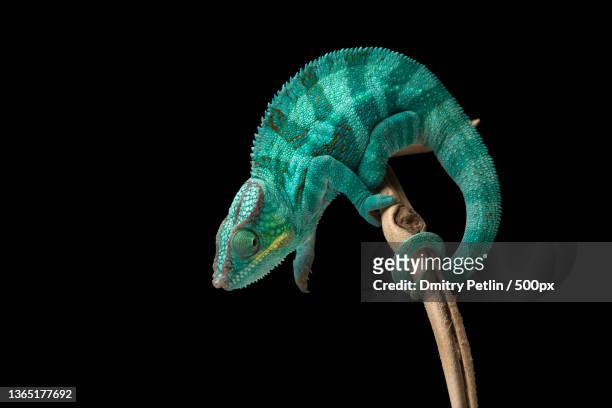 rainbow panther chameleon isolated on black background - cameleon stockfoto's en -beelden