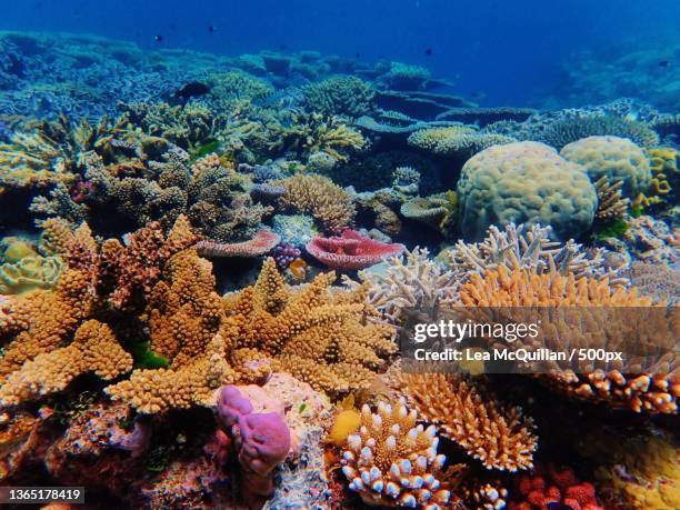 reef landscape at ribbon reef no 9,great barrier reef,australia - great barrier reef australia ストックフォトと画像