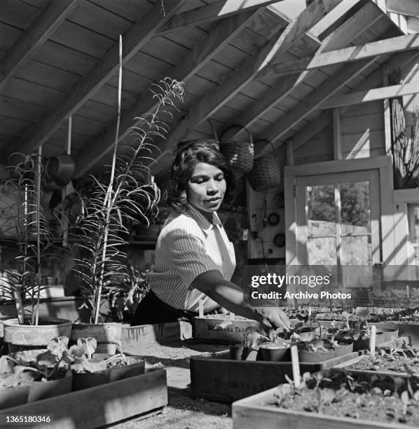 American contralto Marian Anderson in a potting shed, USA, circa 1950.