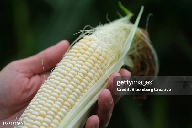 close-up of a fresh corn cob - sweetcorn stock pictures, royalty-free photos & images