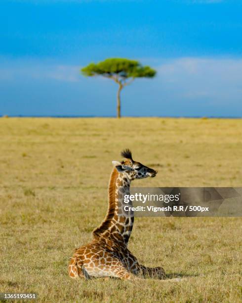 Do Giraffes Lay Down Photos and Premium High Res Pictures - Getty Images