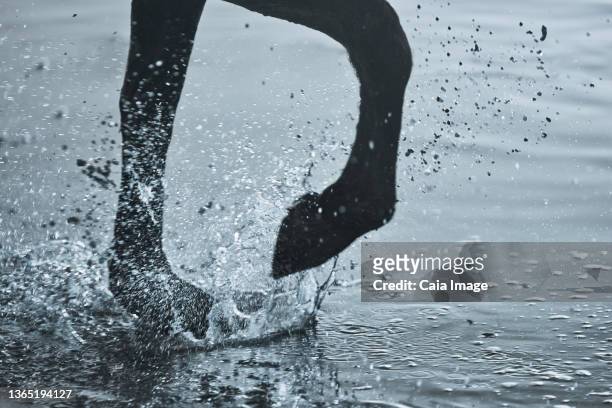 close up horse hoof splashing in water - horse hoof stock pictures, royalty-free photos & images