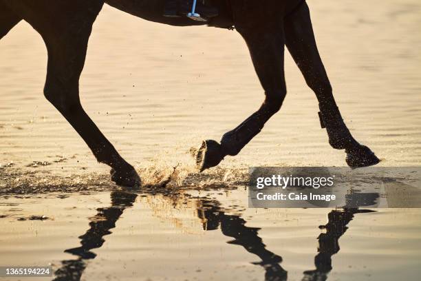 horse hooves splashing in sunset ocean surf - horse hoof stock pictures, royalty-free photos & images