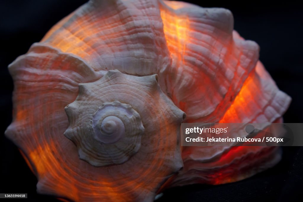 Close-up of snail