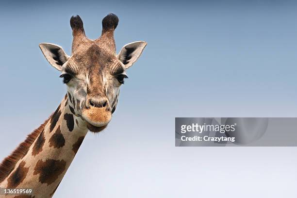 giraffe - zoo stockfoto's en -beelden