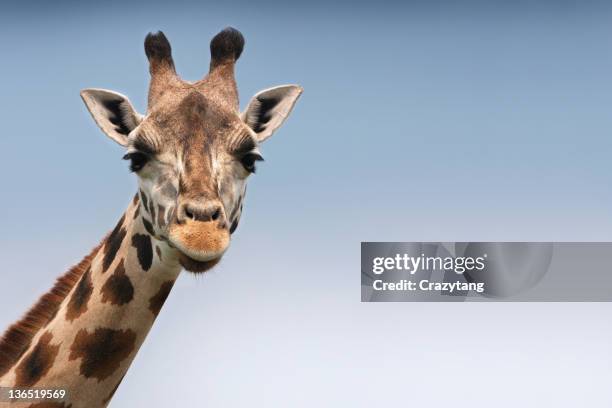 giraffe - zoo stock pictures, royalty-free photos & images