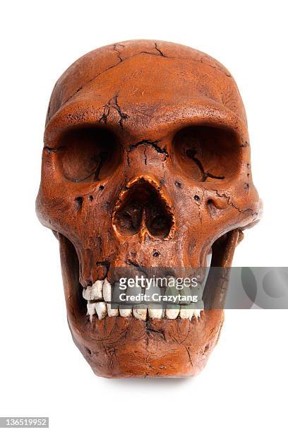 fossil neanderthal skull - neanderthal stock pictures, royalty-free photos & images