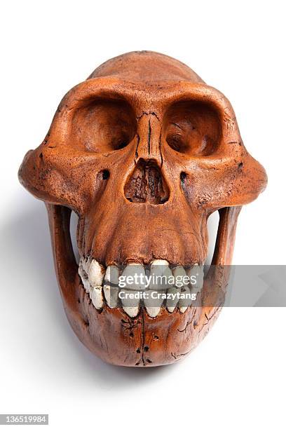 fossil of australopithecus afarensis - australopithecus stock pictures, royalty-free photos & images