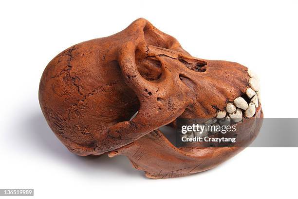 fossil of australopithecus afarensis - australopithecus stock pictures, royalty-free photos & images