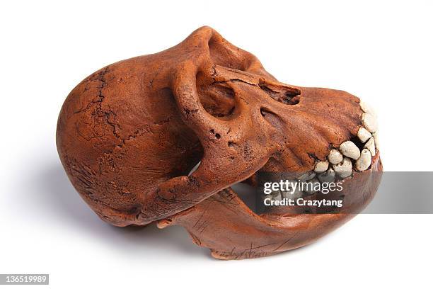 fossil of australopithecus afarensis - prehistoric people stock pictures, royalty-free photos & images