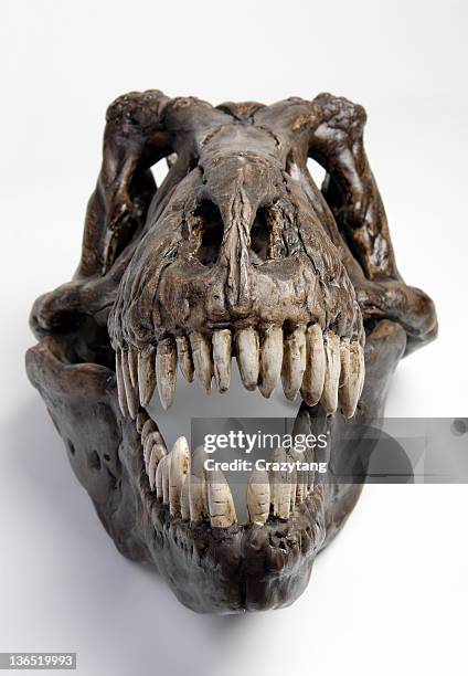 fossil t rex - animal skull stock pictures, royalty-free photos & images