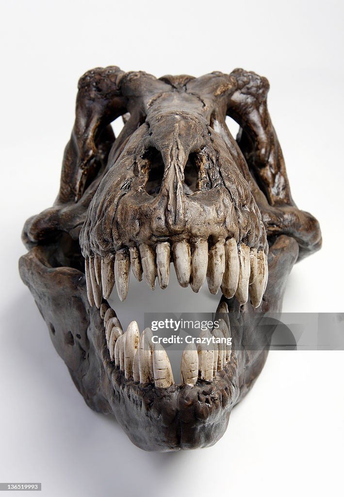 Fossil t rex