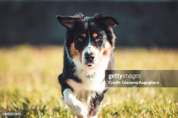 close up of an australian shepherd dog running to meet the viewer, lecco, lombardy, italy - australian shepherd dogs stock pictures, royalty-free photos & images