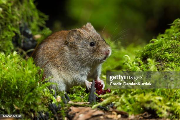 bank vole (myodes glareolus) - volea stock pictures, royalty-free photos & images