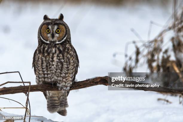 long eared owl sitting on a branch with snow in background - owl stock pictures, royalty-free photos & images