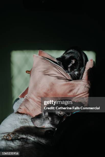 a black cat and a black dog together in a domestic room. the canine lies on the sofa and the young feline curiously gazes down towards the sleepy pooch from a pink velvet cushion. - under sofa stockfoto's en -beelden