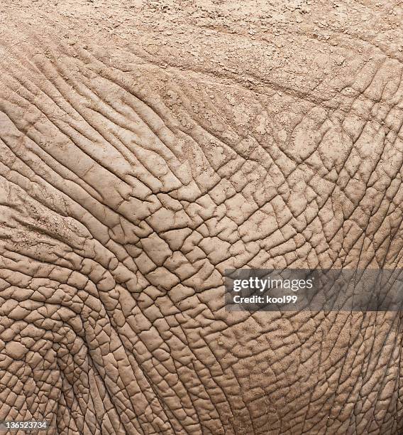 Elephant Skin Pattern