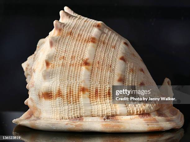 Horned Helmet Shell Photos and Premium High Res Pictures - Getty Images