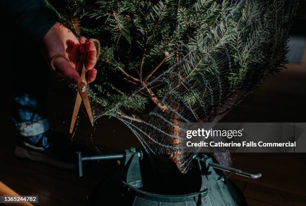 netting around a real christmas tree is removed - sawing stock pictures, royalty-free photos & images
