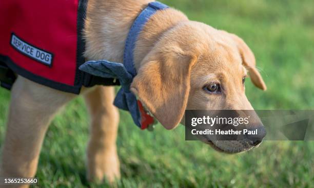 yellow labrador retriever in service dog training wearing a service dog vest - canine stock pictures, royalty-free photos & images
