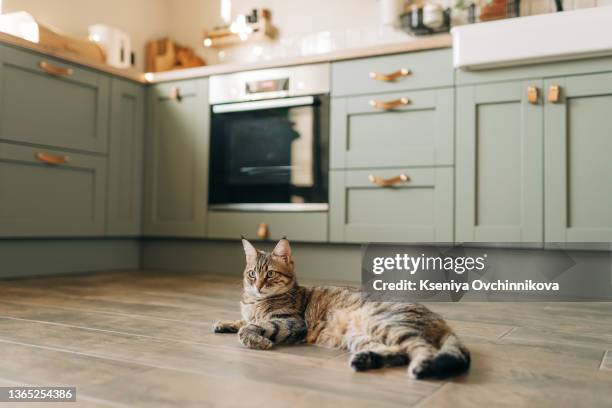 a beautiful domestic cat is resting in a light blue room, a gray shorthair cat with yellow eyes looking at the camera - tabby cat stock-fotos und bilder