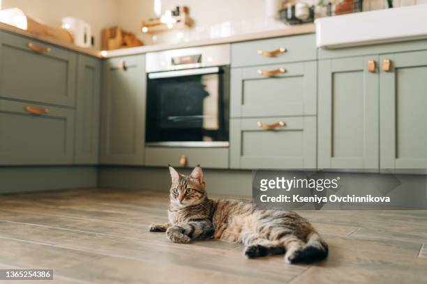 a beautiful domestic cat is resting in a light blue room, a gray shorthair cat with yellow eyes looking at the camera - feline imagens e fotografias de stock