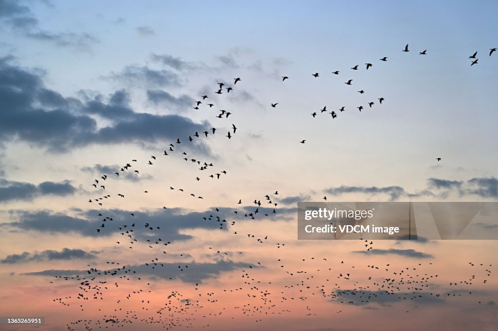 Uno stormo di uccelli che volano sopra il cielo dell'alba