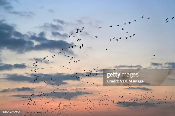 a flock of birds flying over the dawn sky - vogels stockfoto's en -beelden