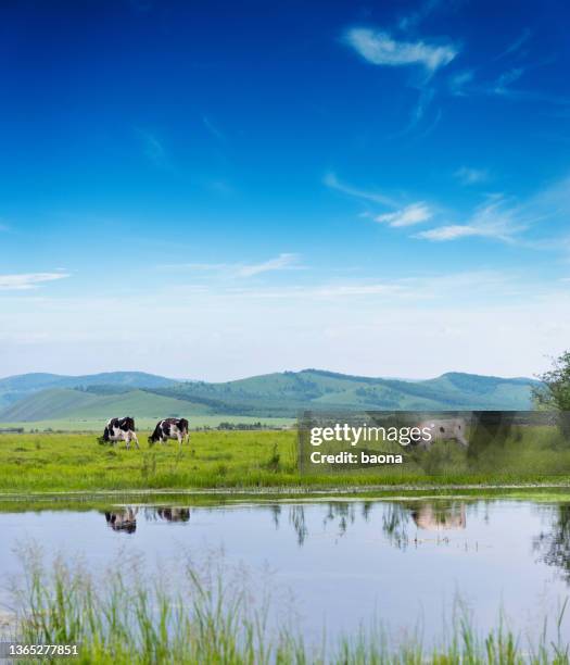 vacas pastando no campo agrícola - grupo pequeno de animais - fotografias e filmes do acervo
