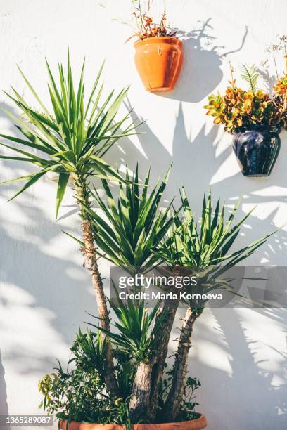 flower pots on white wall. - mediterrane kultur stock-fotos und bilder