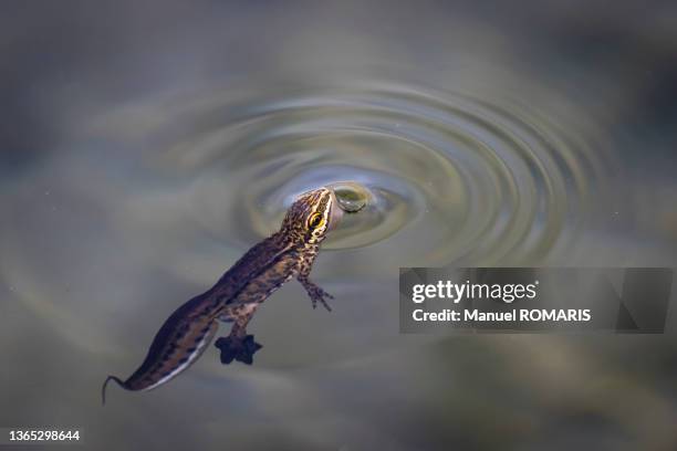 palmate newt - salamandra stockfoto's en -beelden