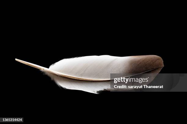 feather black background - pluma de ave fotografías e imágenes de stock