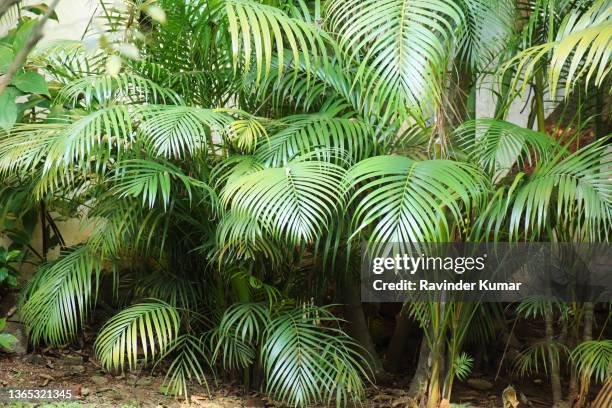 shining  rich green huge cluster of areca palm plants making a corner of the garden beautiful and attractive. chrysalidocarpus lutescens. arecaceae family. - betelpalme stock-fotos und bilder