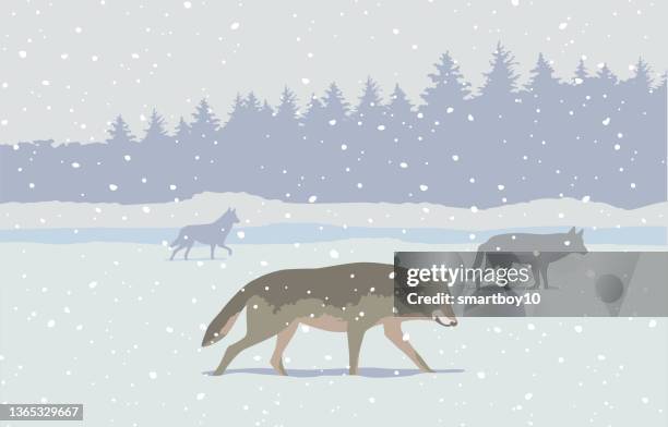 Wolves Snow Scene 6,752 10 Wolf With Stock Photos, High-Res Pictures, and Images - Getty ...