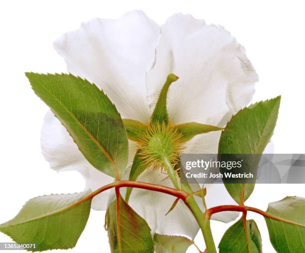 rose, rosa laevigata, wildrose, introduced from china - rosa laevigata stock pictures, royalty-free photos & images