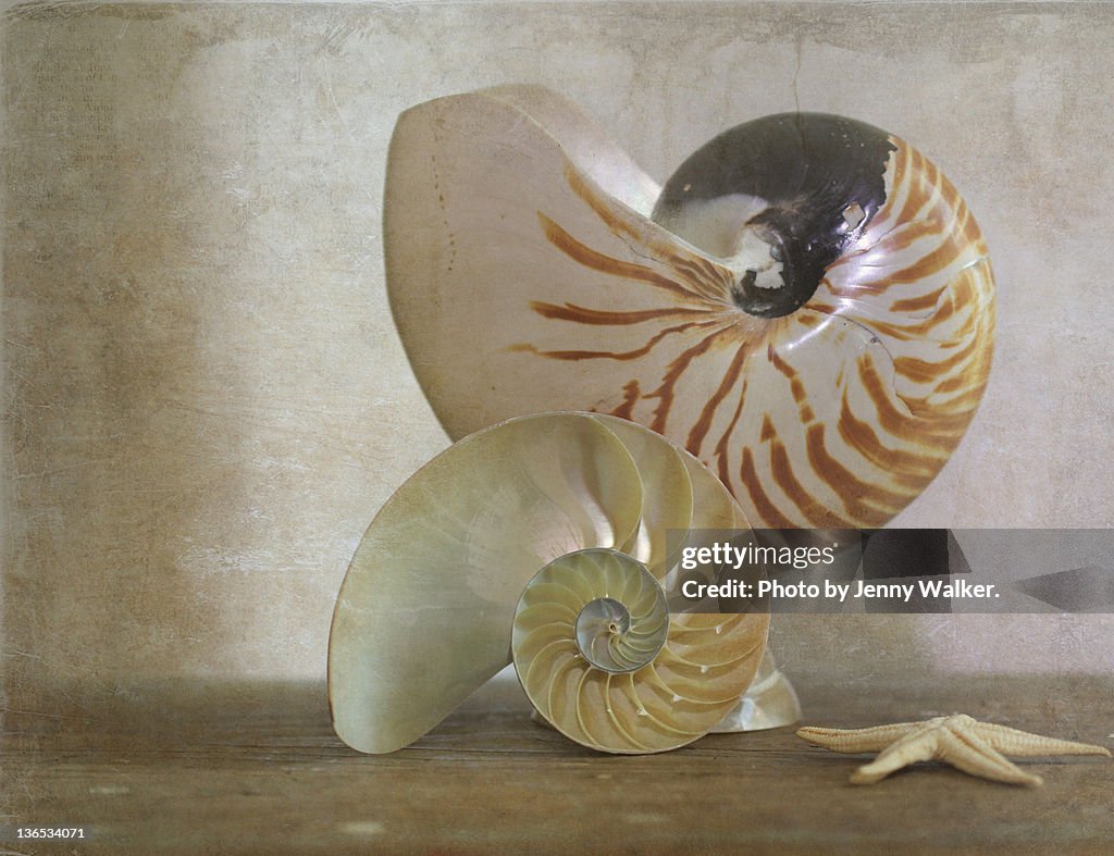 Nautilus shells and dried starfish
