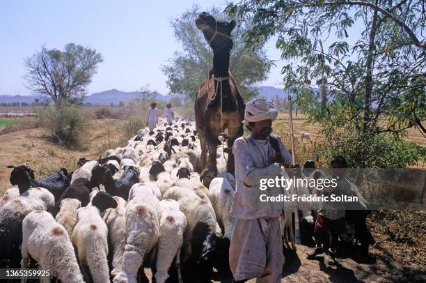 Bisham Rabari 79 Rabari Tribesman Stock Photos, High-Res Pictures, and Images - Getty ...