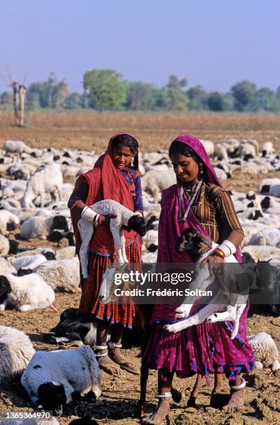 Rabari Tribe in Rajasthan. Rabaris are nomadic people throughout Rajasthan and Gujarat. Traditionally, they are camel herders and sheperds. Today,...