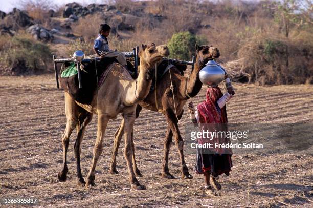 Rabari Tribe in Rajasthan. Rabaris are nomadic people throughout Rajasthan and Gujarat. Traditionally, they are camel herders and sheperds. Today,...