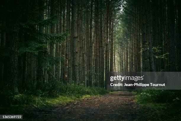 a path in the forest - mysterious atmosphere - bohemia czech republic - fotografias e filmes do acervo