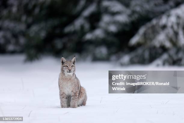 eurasian lynx (lynx lynx) sitting on a snowy meadow, czech republic - eurasian lynx stock pictures, royalty-free photos & images