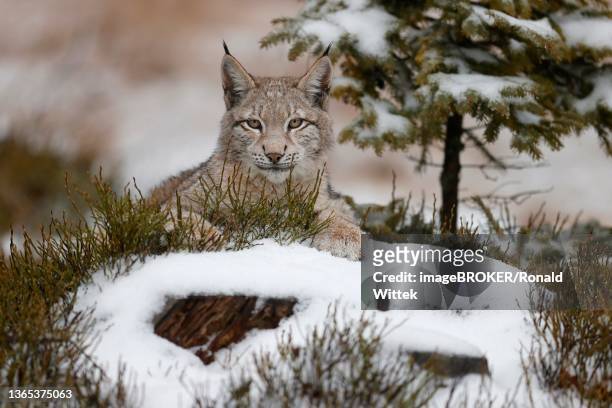 eurasian lynx (lynx lynx), winter, czech republic - eurasian lynx stock pictures, royalty-free photos & images