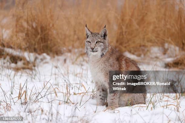 eurasian lynx (lynx lynx) sitting among grasses in winter, czech republic - eurasian lynx stock pictures, royalty-free photos & images