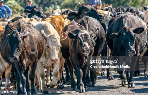 64 Ride Em Cowboy Stock Photos, High-Res Pictures, and Images - Getty ...