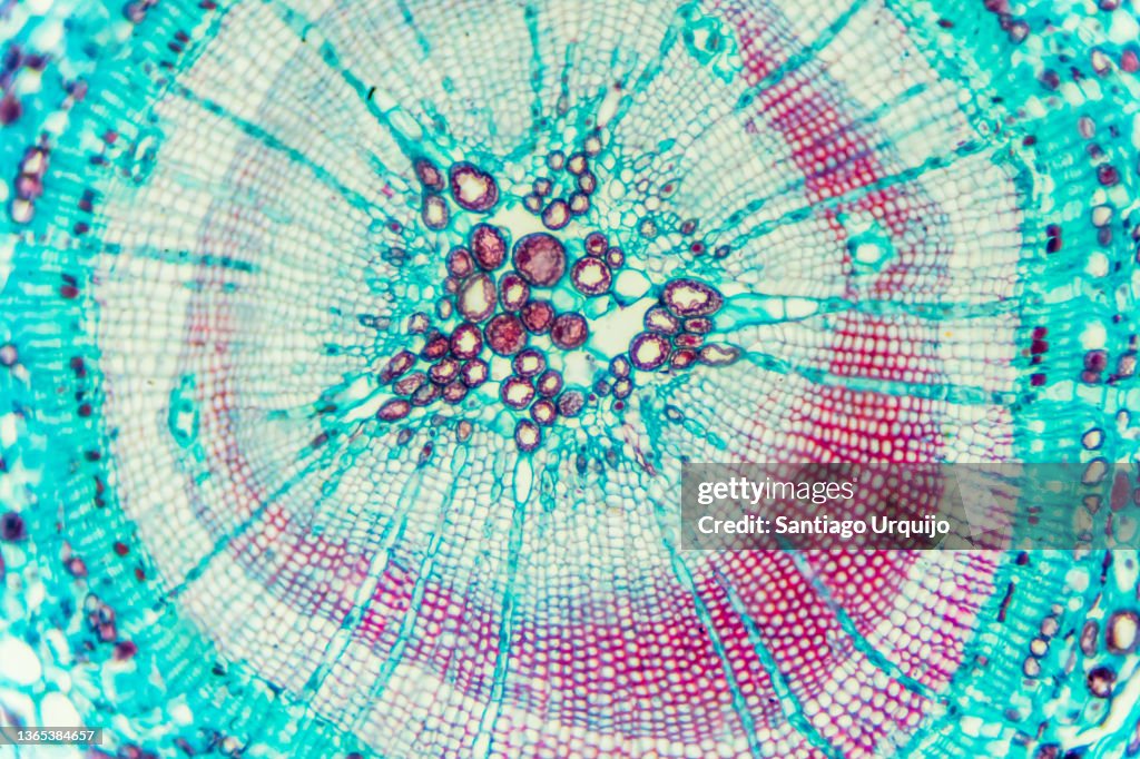 Microscopic view of stem of wood dicotyledon
